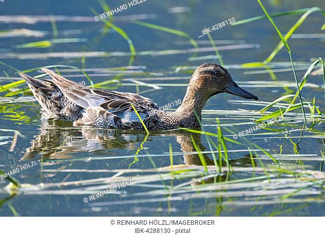 Garganey (Anas querquedula) in water, female, Tyrol, Austria