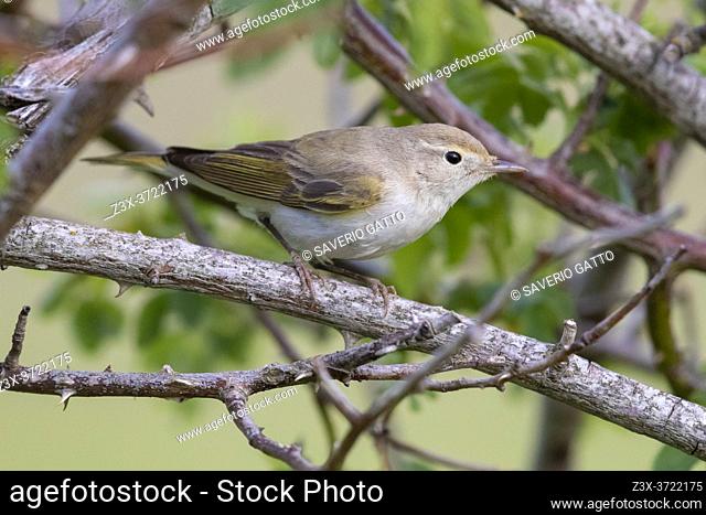 Western Bonelli's Warbler (Phylloscopus bonelli), side view pf an adult perched in a bush, Abruzzo, Italy