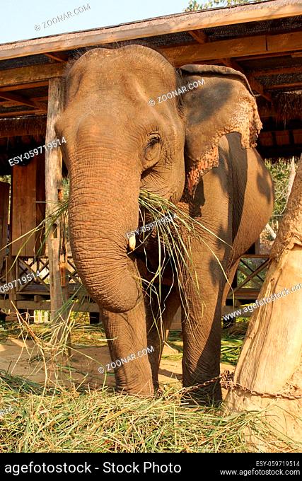 Working elephant, Laos, South East Asia