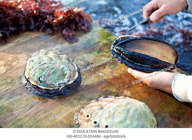worker inspecting abalone at Cultured Abalone, Goleta, California