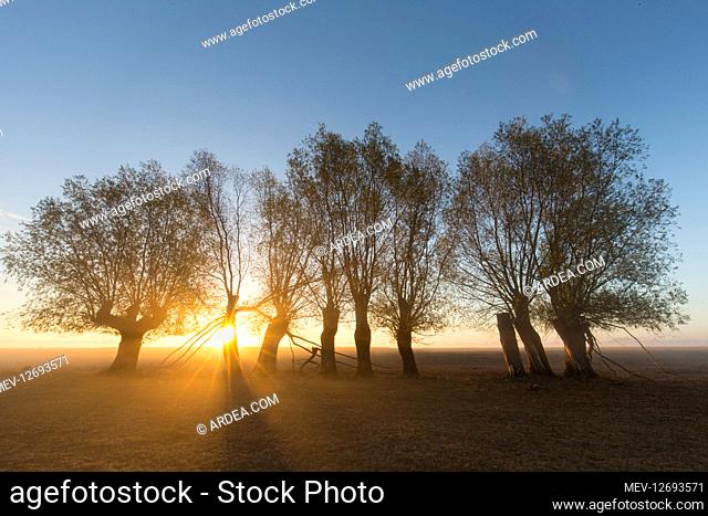 White Willow - trees at sunrise - Germany