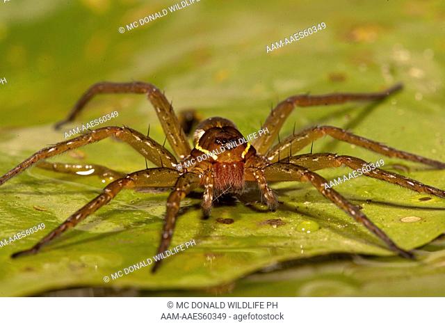Six-spotted Fishing Spider (Dolomedes triton)