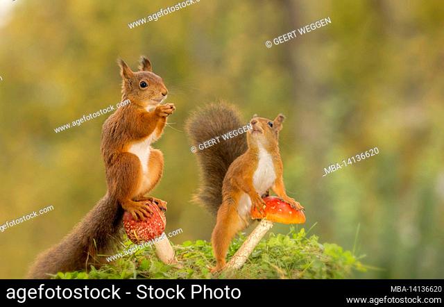 red squirrels standing with and on mushrooms with happy face