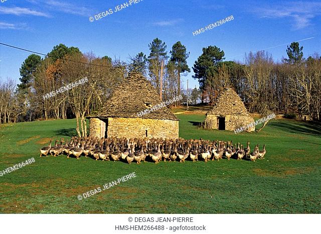 France, Dordogne, Perigord, local geese breeding and bories typical dry stone shed