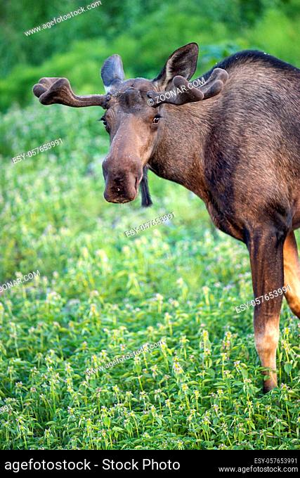 Male Moose stops from grazing to check his safety or danger from others