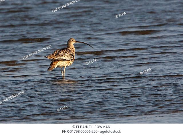 Far Eastern Curlew Numenius madagascariensis adult, standing in shallow water, Beidaihe, Hebei, China, may