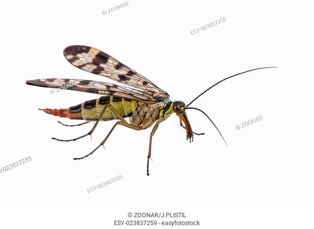 Scorpion fly from family Panorpidae on white background