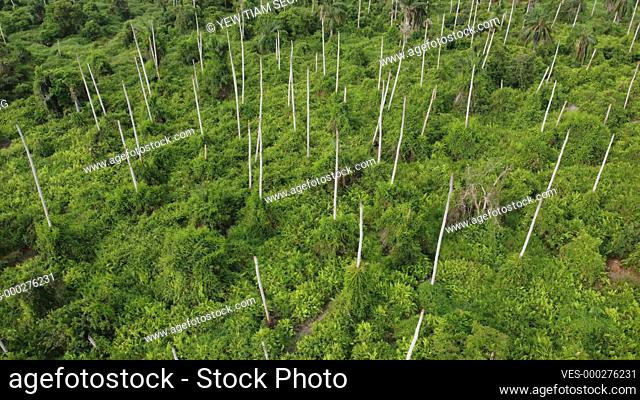 Aerial rotating view bare coconut tree in rural farm