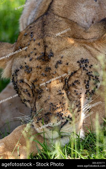 Africa, East Africa, Kenya, Masai Mara National Reserve, National Park, Lioness (Panthera leo) resting in savanna, covered by flies