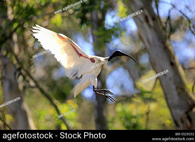 Australian white australian white ibis (Threskiornis molucca), adult, flying, New South Wales, Australia, Oceania