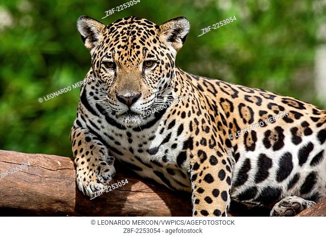 Jaguar (Panthera onca) relaxing on a tree