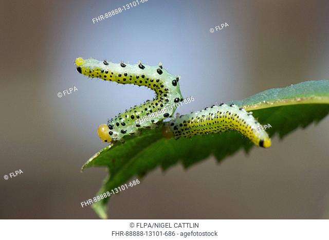 Rose sawfly, Arge pagana, larvae in their defensive position on a partly eaten rose leaf, September