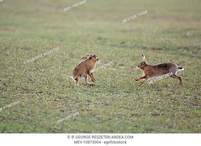 Brown Hares - Boxing (Lepus capensis). Oxon - UK - February