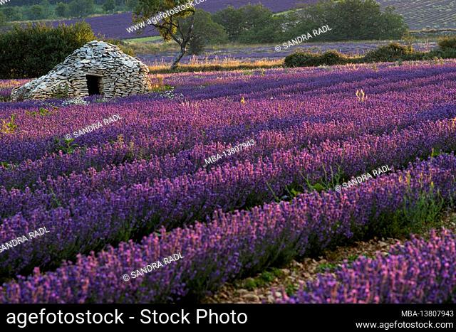 Borie, a typical Provencal stone hut in dry construction, in the lavender fields near Ferrassières, morning light, France, Auvergne-Rhône-Alpes