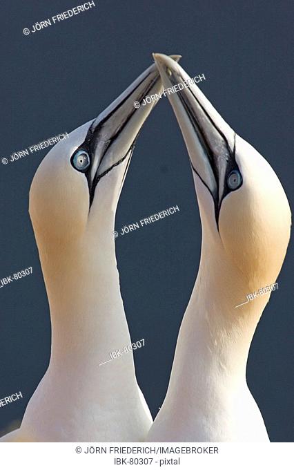Two gannets mating behaviour