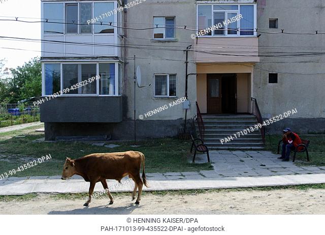 A cow walks across a street in Sfantu Gheorghe in the Danube delta, Romania, 15 August 2017...Â· NO WIRE SERVICE Â· Photo: Henning Kaiser/dpa
