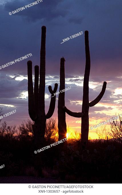 Giant Saguaros (Carnegiea gigantea), Saguaro National Park Western section, Sonora Desert, Arizona, Tucson, USA