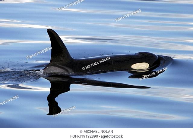Orca Orcinus orca surfacing Chatham Strait, southeast Alaska, USA