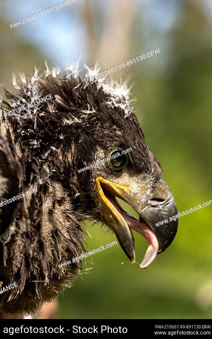 06 June 2021, Brandenburg, Dallgow-Döberitz: A portrait of a young eagle about five to six weeks old. Only a few white-tailed eagles still lived in Germany in...