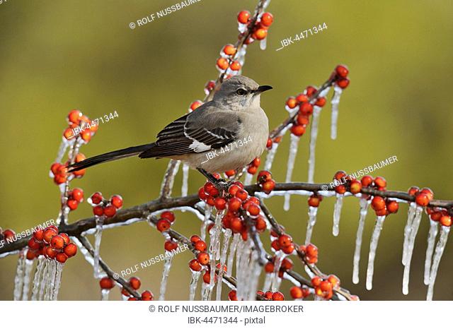 Northern Mockingbird (Mimus polyglottos), adult perched on icy branch of Possum Haw Holly (Ilex decidua) with berries, Hill Country, Texas, USA