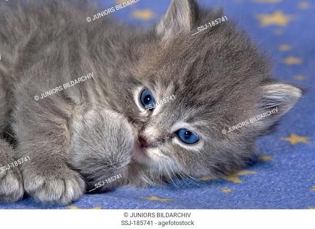 American Longhair, Maine Coon. Kitten (blue tabby, 4 weeks old) lying on a blue blanket with stars