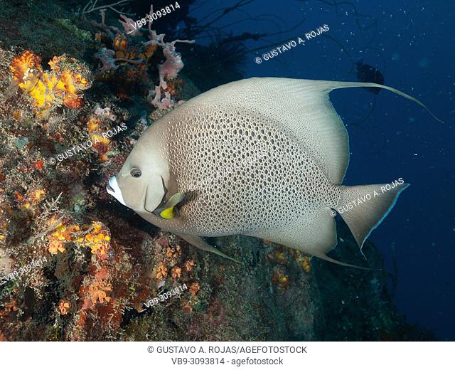 Pomacanthus arcuatus- angelfish, los roques venezuela