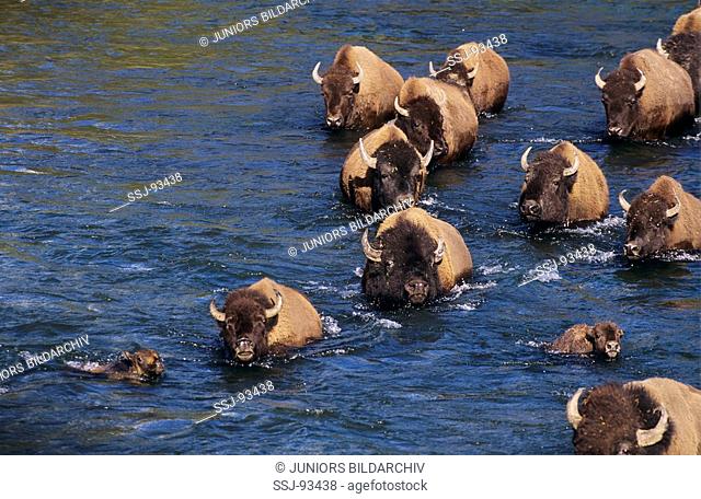 Bison bison / American bison