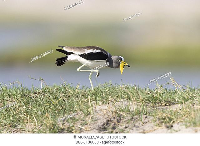 Africa, Southern Africa, Bostwana, Chobe i National Park, Chobe river, . African wattled lapwing (Vanellus senegallus), also known as the Senegal wattled plover...