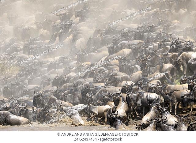 Herd of Blue Wildebeest (Connochaetes taurinus) crossing the Mara River, Serengeti national park, Tanzania