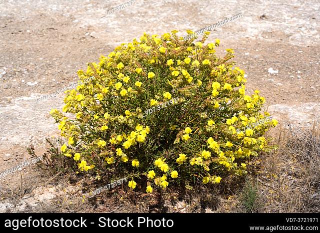 Romerillo (Helianthemum syriacum) is a shrub native to Mediterranean basin. This photo was taken in Karst en yesos de Sorbas, Almeria, Andalucia, Spain