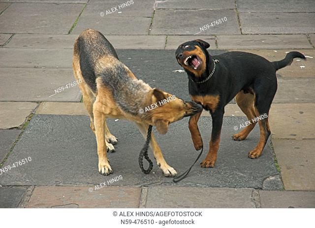 Two dogs play fighting