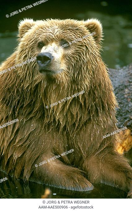 Kodiak Bear (Ursus arctos middendorffii)