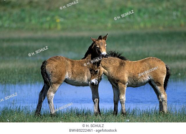 Exmoor pony (Equus przewalskii f. caballus), foals, Netherlands, Texel