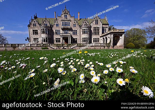 28 April 2022, Thuringia, Bad Liebenstein: Daisies bloom in front of the castle in Altenstein Park. In a newly designed visitor center in the former court...