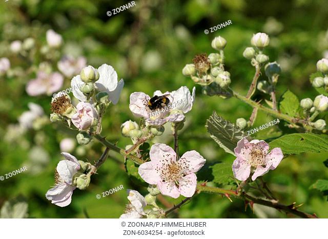 Rubus fruticosus, Brombeere, Blackberry, mit Hummel