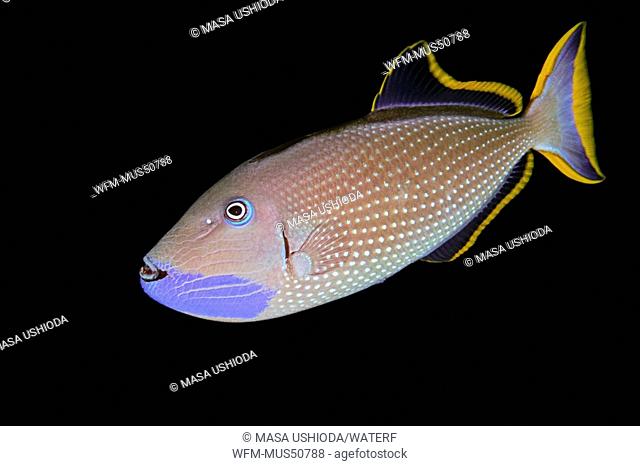 Gilded Triggerfish, male courting coloration, Xanthichthys auromarginatus, Kona Coast, Big Island, Pacific Ocean, Hawaii, USA