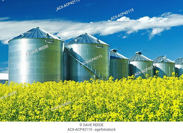 A field of bloom stage canola with grain bins silos in the background, Tiger Hills, Manitoba, Canada