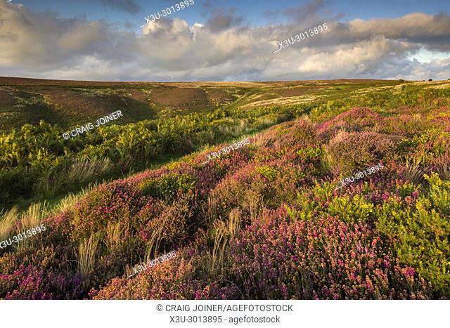Bell heather and gorse in flower in the Quantock Hills in late summer with Beacon Hill beyond. Bicknoller, Somerset, England