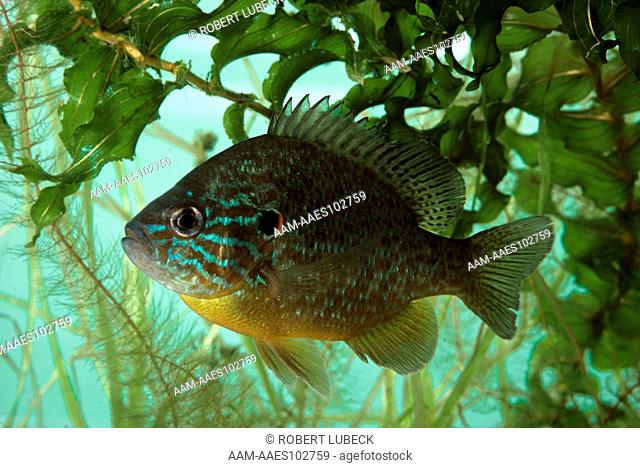 Pumpkinseed Sunfish (Lepomis gibbosus) Adirondack Mtns., New York
