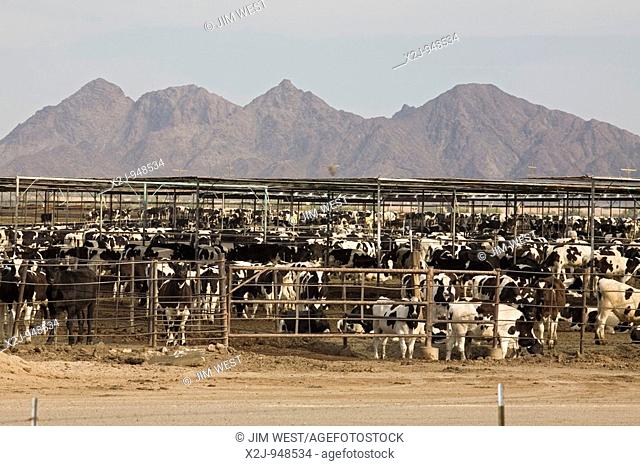 Wellton, Arizona - Cattle in a feedlot at the McElhaney Cattle Company in the Arizona desert  The feedlot houses over 100, 000 cattle