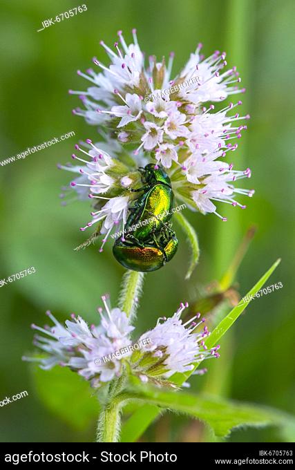 Golden shining leaf beetle (Chrysolina fastuosa), beetle, mating, water mint (Mentha aquatica), Mecklenburg-Vorpommern, Germany, Europe
