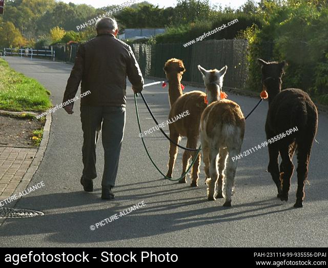 03 November 2023, Saxony, Delitzsch: 82-year-old Bernd Düsel takes the three Tierpark alpacas Peaces, Nelly and Lara Madonna (r-l) for a walk in Delitzsch Park