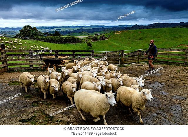 Sheep In A Pen Waiting To Be Sheared, Sheep Farm, Pukekohe, New Zealand