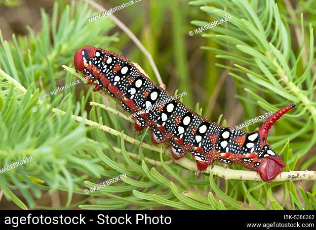 Spurge hawk moth (Hyles euphorbiae) caterpillar, Bavaria, Germany, Europe
