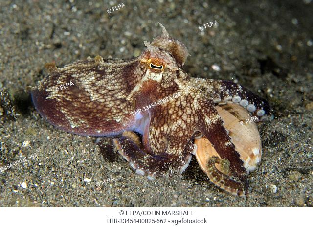 Veined Octopus (Amphioctopus marginatus) adult, with shell held in tentacles, Horseshoe Bay, Nusa Kode, Rinca Island, Komodo N.P