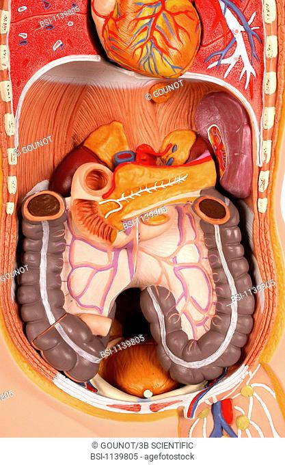 Model of the intern anatomy of the trunk of an asexual adult human body, face on. The thoracic organs lungs and heart are visible in the upper part of the...