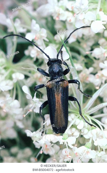 false blister beetle (Nacerda ustulatus), imago, sitting on white blossom
