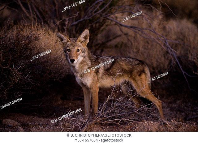 Desert coyote blends into the desert landscape, only lit by dawn's early light