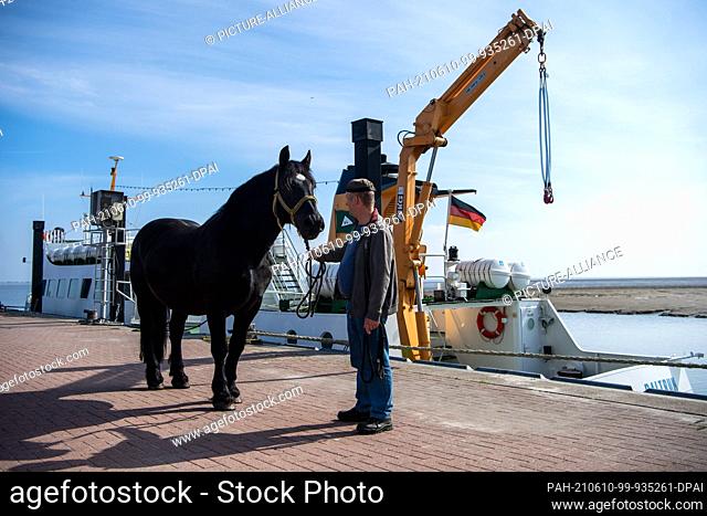10 June 2021, Lower Saxony, Neßmersiel: A cold-blooded horse stands in the port of Neßmersiel next to a passenger ferry that ships the horse to the East Frisian...