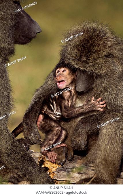 Olive baboon baby aged 3-6 months clinging to his mother frightened by another female who wants to hold him (Papio cynocephalus anubis)